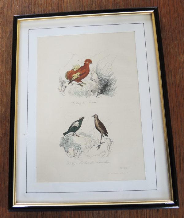 Gravure Sur Acier Vintage Encadrée 19eme : 3 Oiseaux