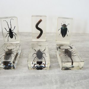 Collection d'Insectes en Inclusion Vintage