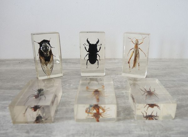 Collection d'Insectes en Inclusion Vintage