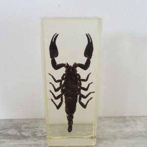 Scorpion Noir de Malasie en Inclusion Vintage