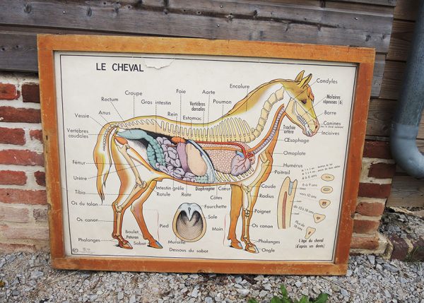 Affiche Scolaire Encadrée Vintage : Le Cheval