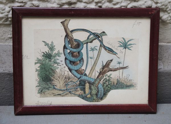 vintage Lithographie Encadrée d'un Serpent Leptophis