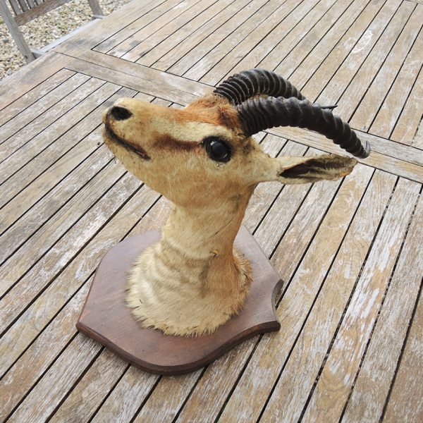 Ancien Trophee de Chasse